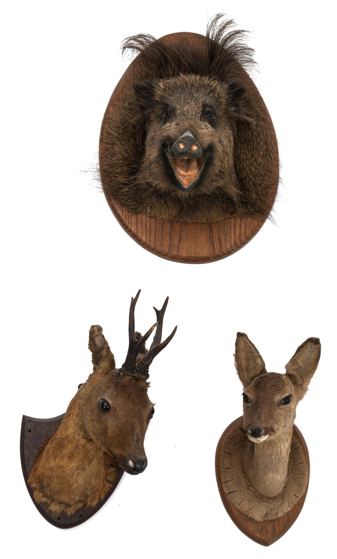 A collection of three hunting trophies, consisting of one wild boar and two roe deer, H 37 - 50 cm