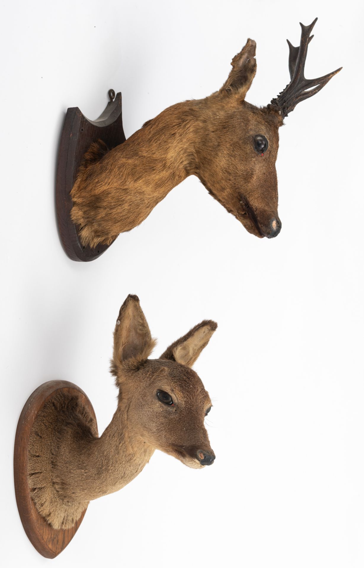 A collection of three hunting trophies, consisting of one wild boar and two roe deer, H 37 - 50 cm - Bild 7 aus 7