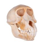 A chacma or Cape baboon (Papio Ursinus) skull, H 10 - D 16 cm