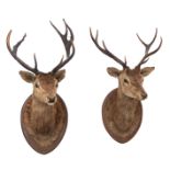 Two hunting trophies of deer, H 105 - 120 cm