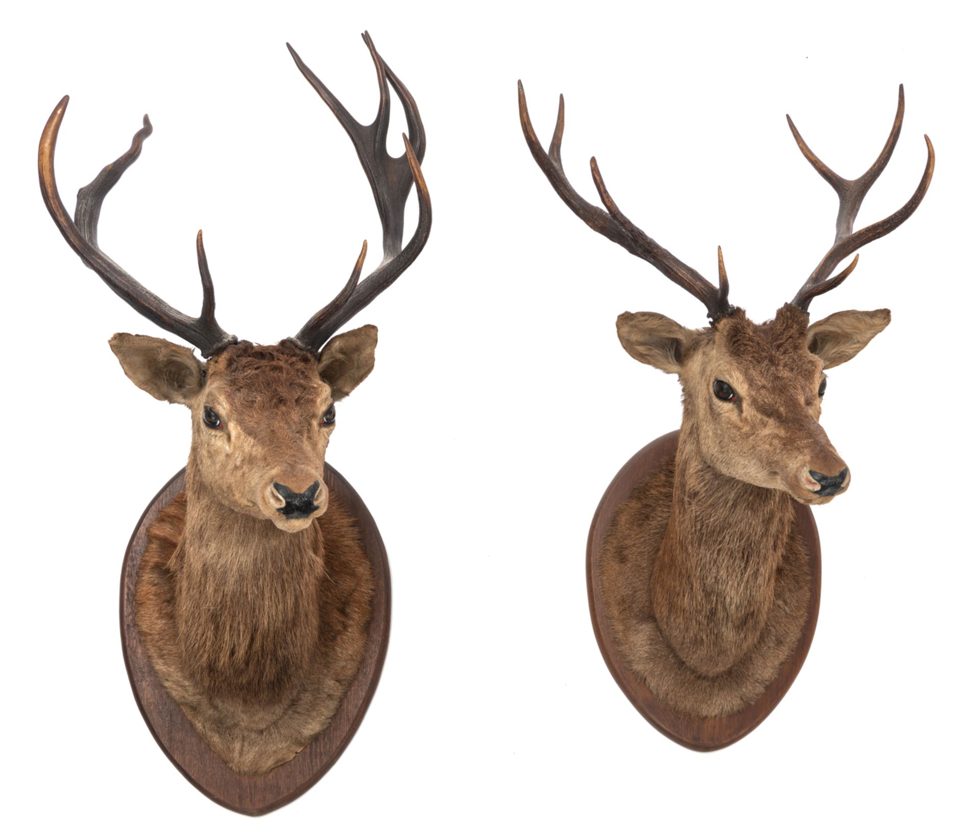 Two hunting trophies of deer, H 105 - 120 cm