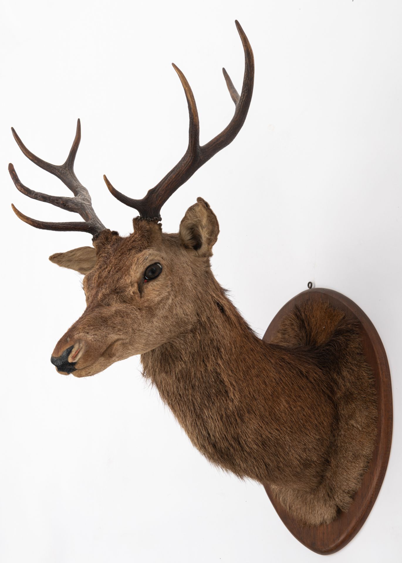 Two hunting trophies of deer, H 105 - 120 cm - Bild 2 aus 5