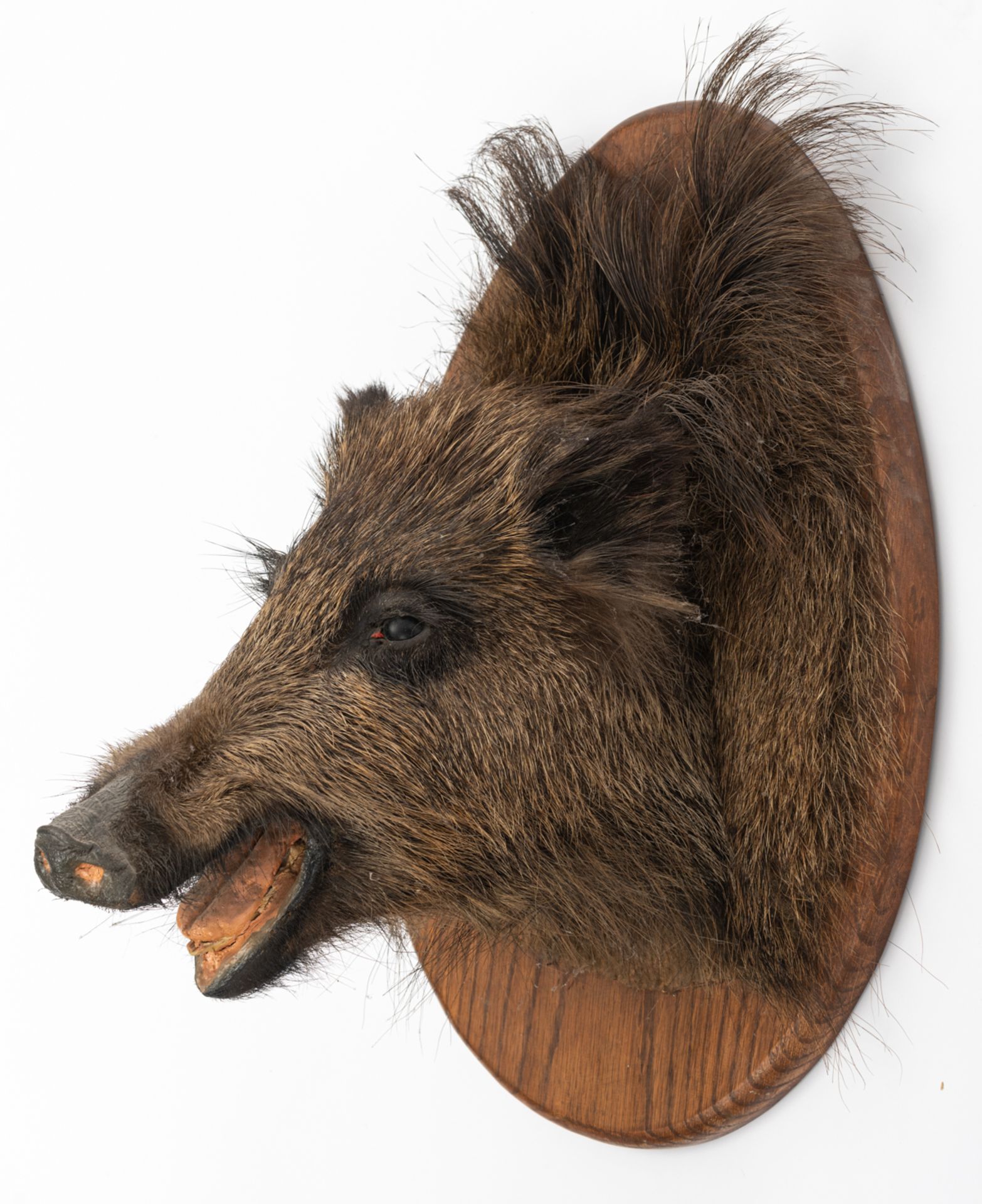 A collection of three hunting trophies, consisting of one wild boar and two roe deer, H 37 - 50 cm - Bild 3 aus 7