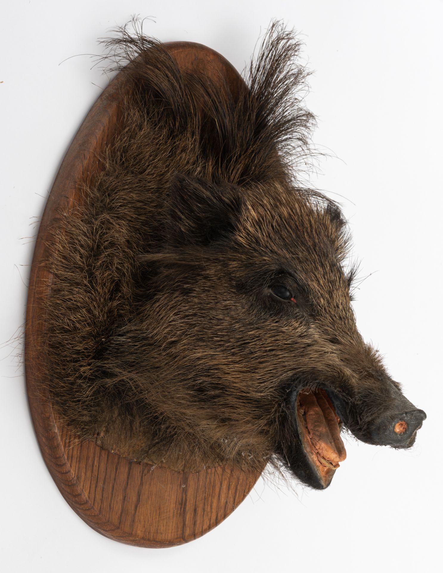 A collection of three hunting trophies, consisting of one wild boar and two roe deer, H 37 - 50 cm - Bild 4 aus 7