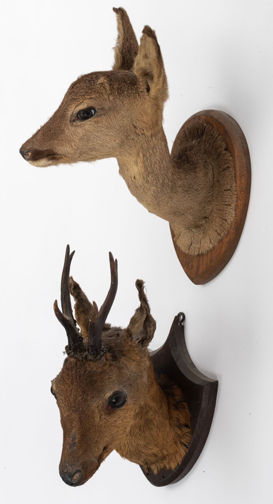 A collection of three hunting trophies, consisting of one wild boar and two roe deer, H 37 - 50 cm - Bild 6 aus 7