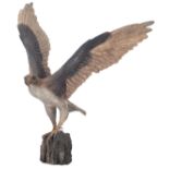 Madeleine van der Knoop, the falcon, N° 3/6, cold painted bronze, H 71 - W 78 cm