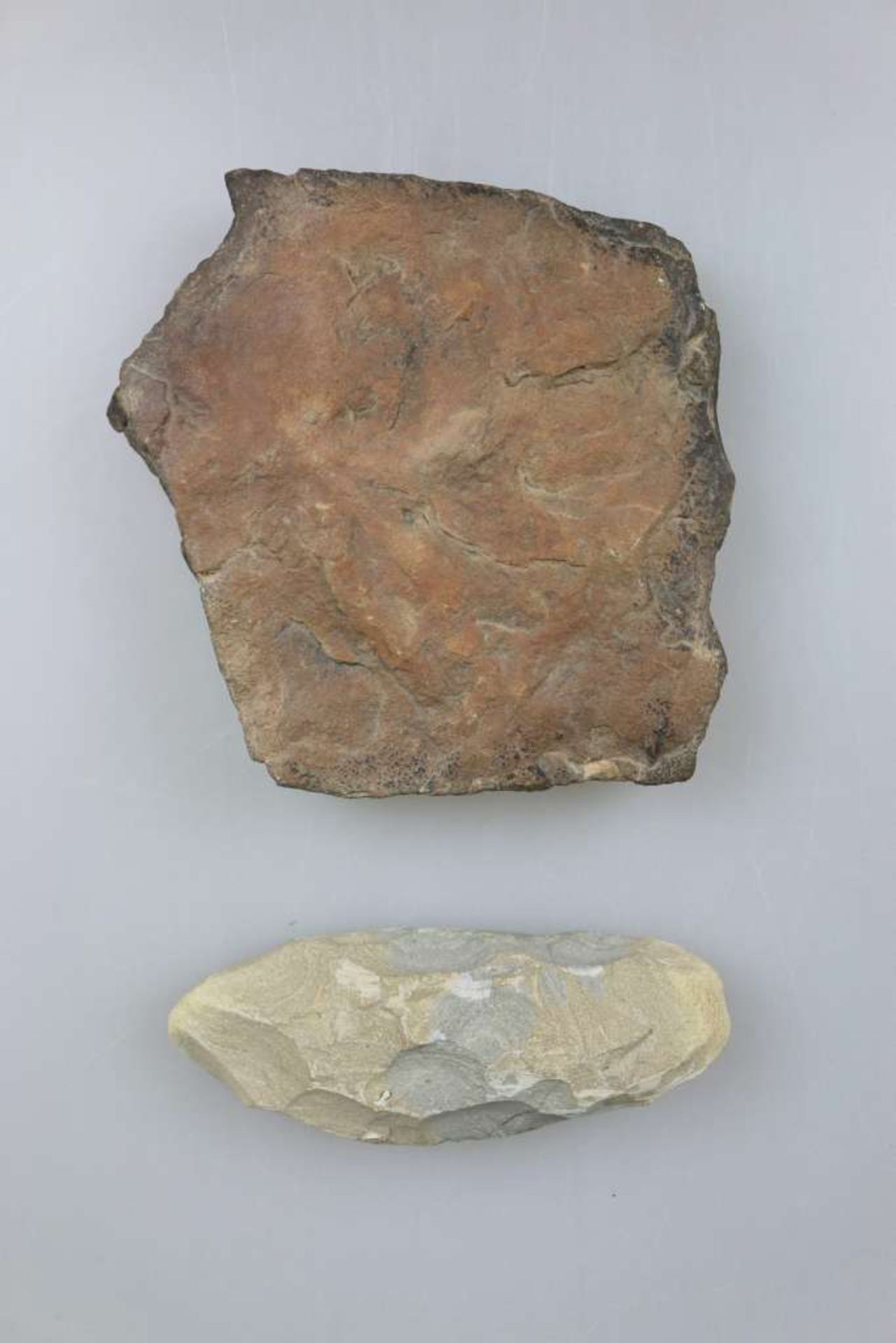 Zwei Versteinerungen: Tintenfisch aus der Klasse der Cephalopoda (Kopffüßler), L.: 15 cm, und eine - Bild 2 aus 2
