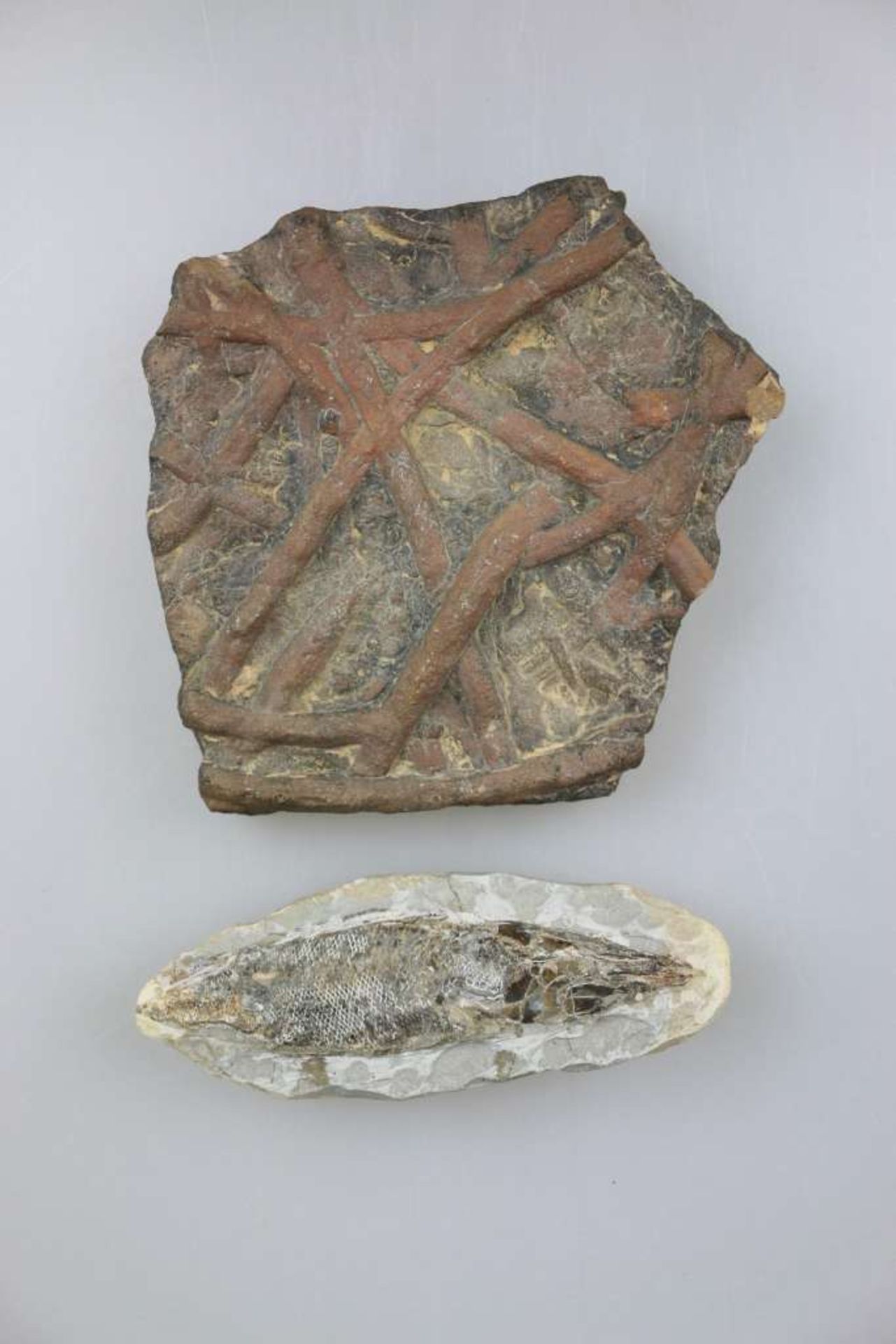 Zwei Versteinerungen: Tintenfisch aus der Klasse der Cephalopoda (Kopffüßler), L.: 15 cm, und eine