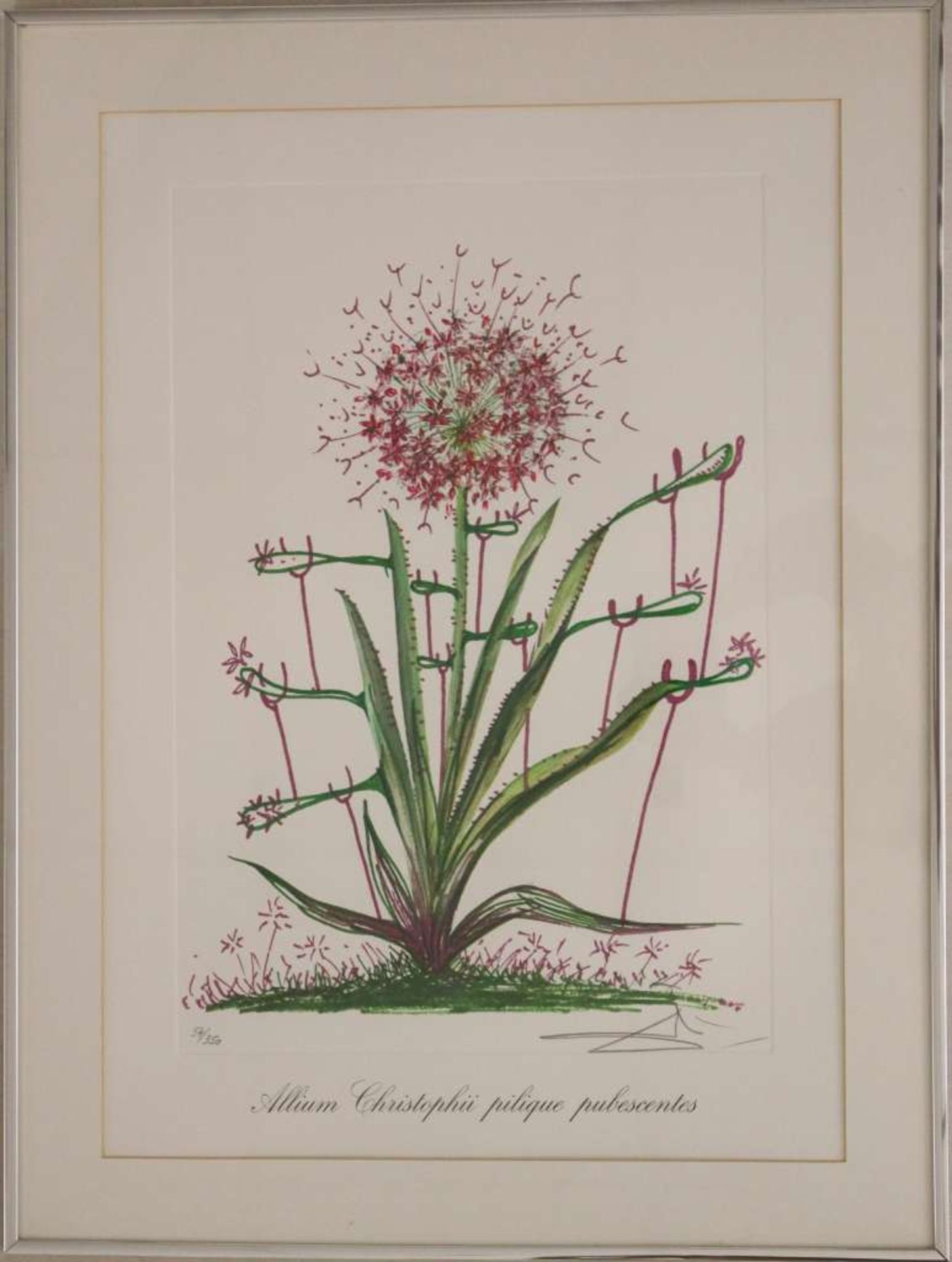 Salvador DALI (1904-1989), "Allium christophi pilique pubescentes" aus der Folge "Surrealistische - Bild 2 aus 4