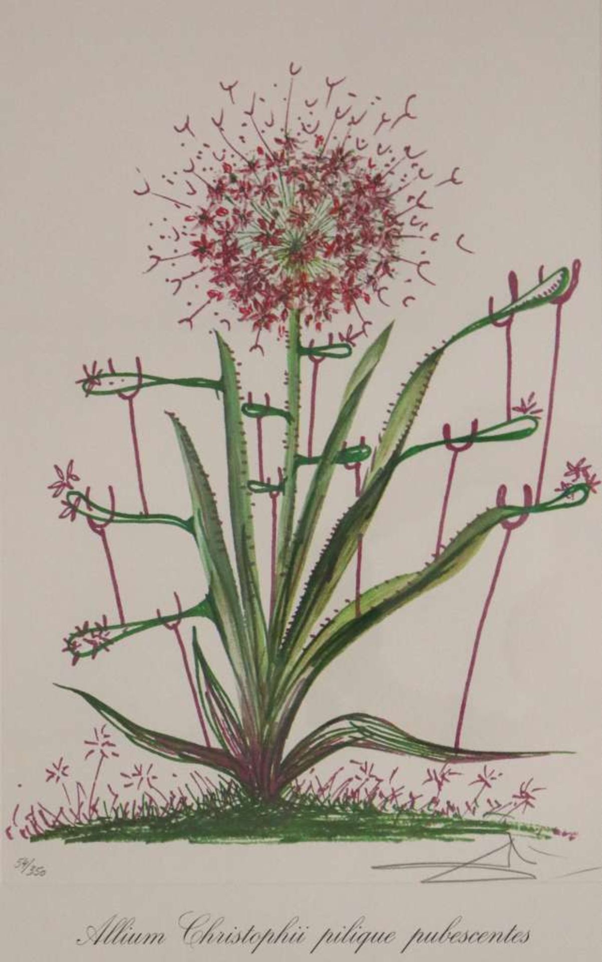 Salvador DALI (1904-1989), "Allium christophi pilique pubescentes" aus der Folge "Surrealistische