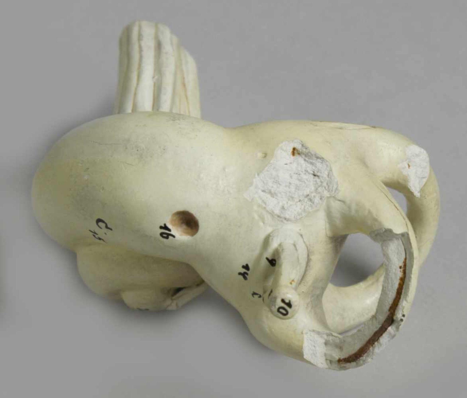 Anatomisches Modell, "Menschliches Ohr", dt., um 1900, auf flache, ebonisierteRechteck-Sockelpl - Bild 5 aus 5