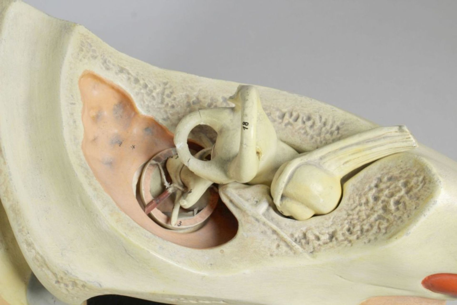 Anatomisches Modell, "Menschliches Ohr", dt., um 1900, auf flache, ebonisierteRechteck-Sockelpl - Bild 2 aus 5