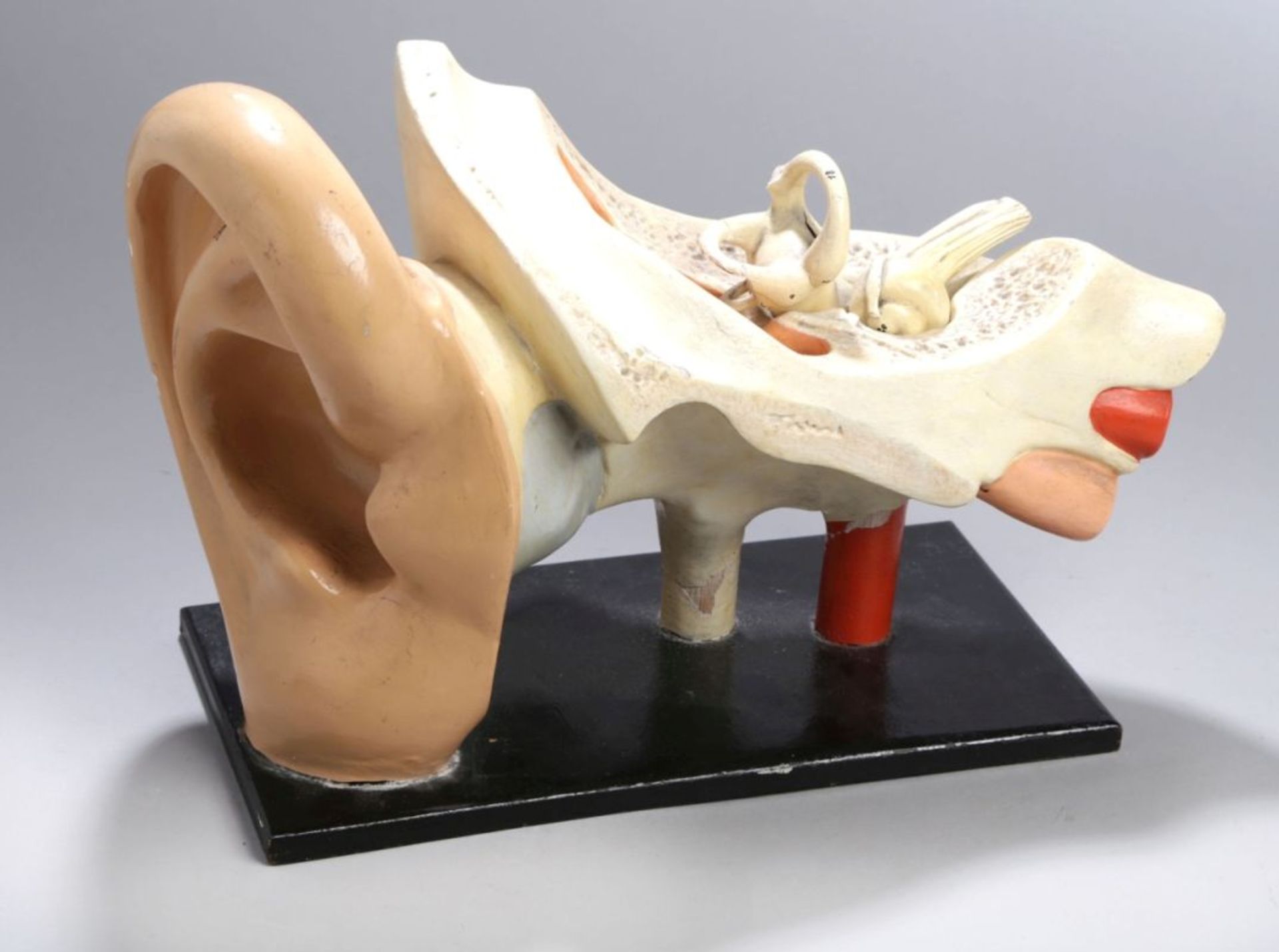 Anatomisches Modell, "Menschliches Ohr", dt., um 1900, auf flache, ebonisierteRechteck-Sockelpl