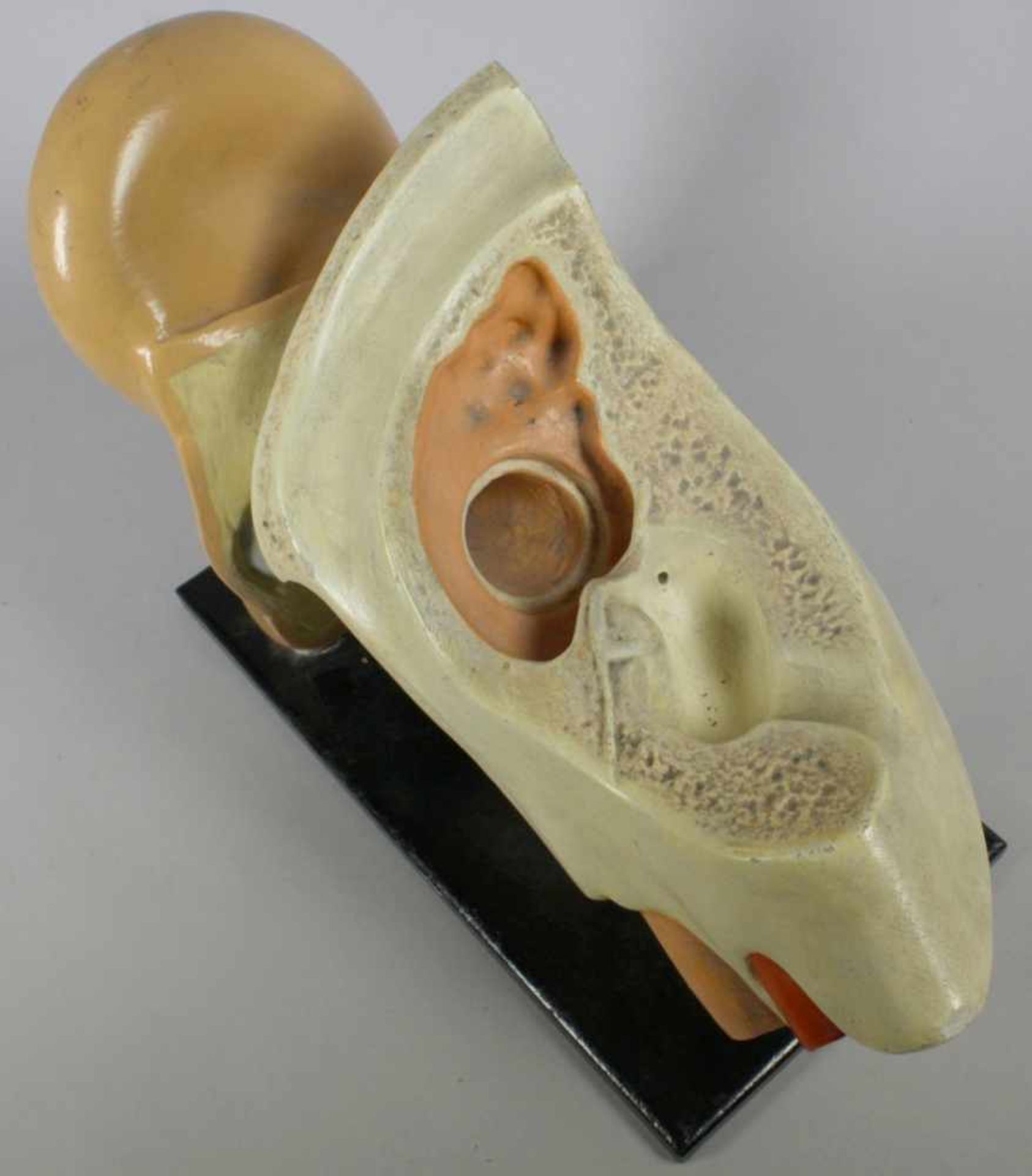 Anatomisches Modell, "Menschliches Ohr", dt., um 1900, auf flache, ebonisierteRechteck-Sockelpl - Bild 3 aus 5