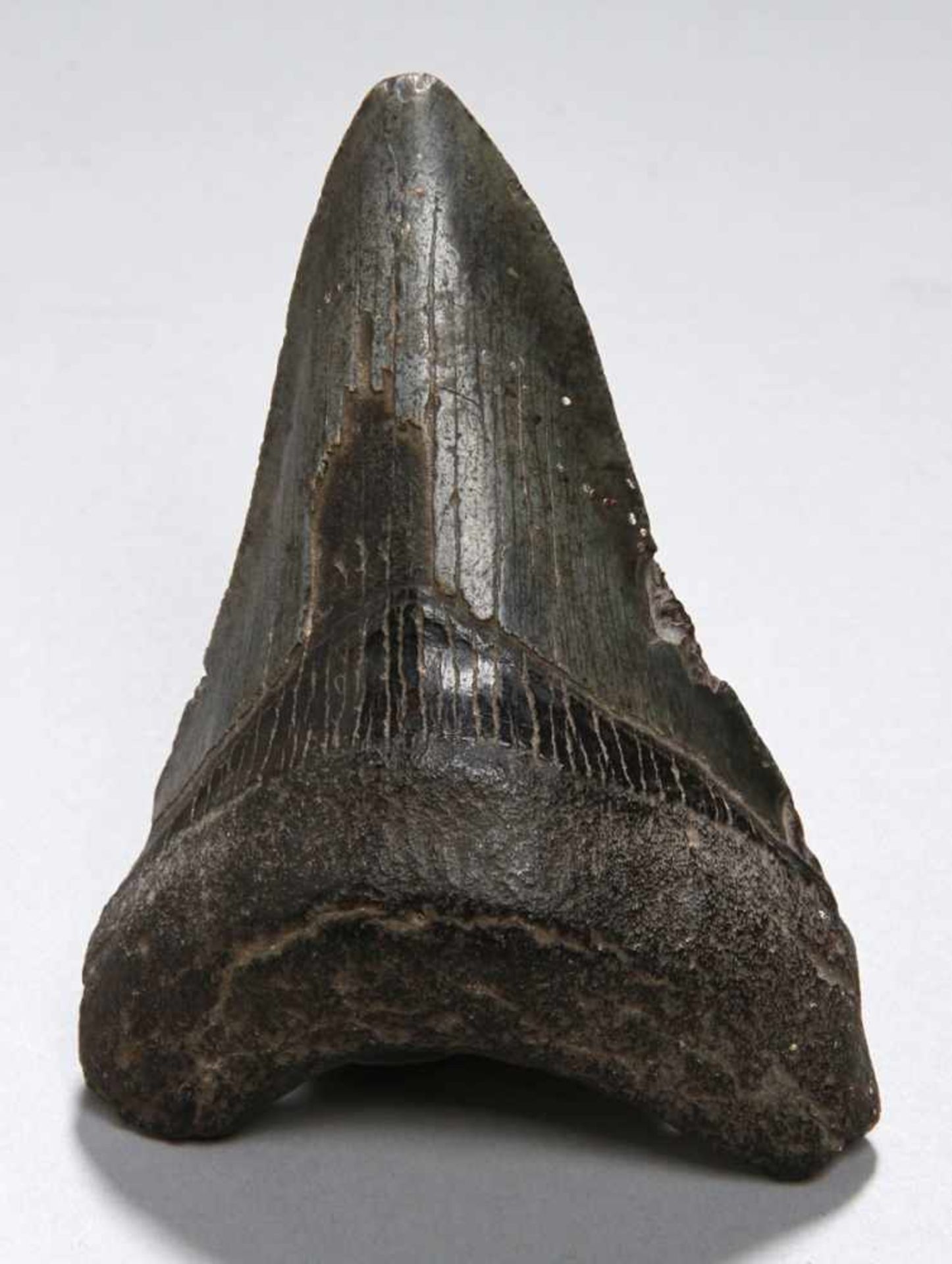 Versteinerter Haifischzahn, gebogte, spitz zulaufende Form mit dunkler Patina und feinerÄderung