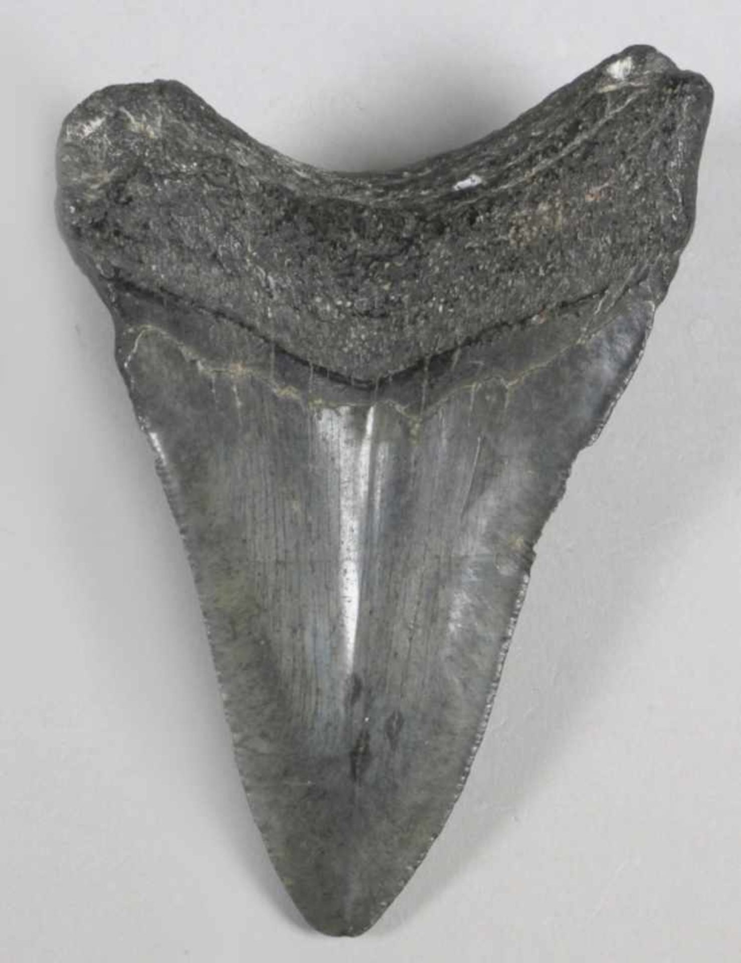 Versteinerter Haifischzahn, gebogte, spitz zulaufende Form mit dunkler Patina und feinerÄderung - Bild 2 aus 2