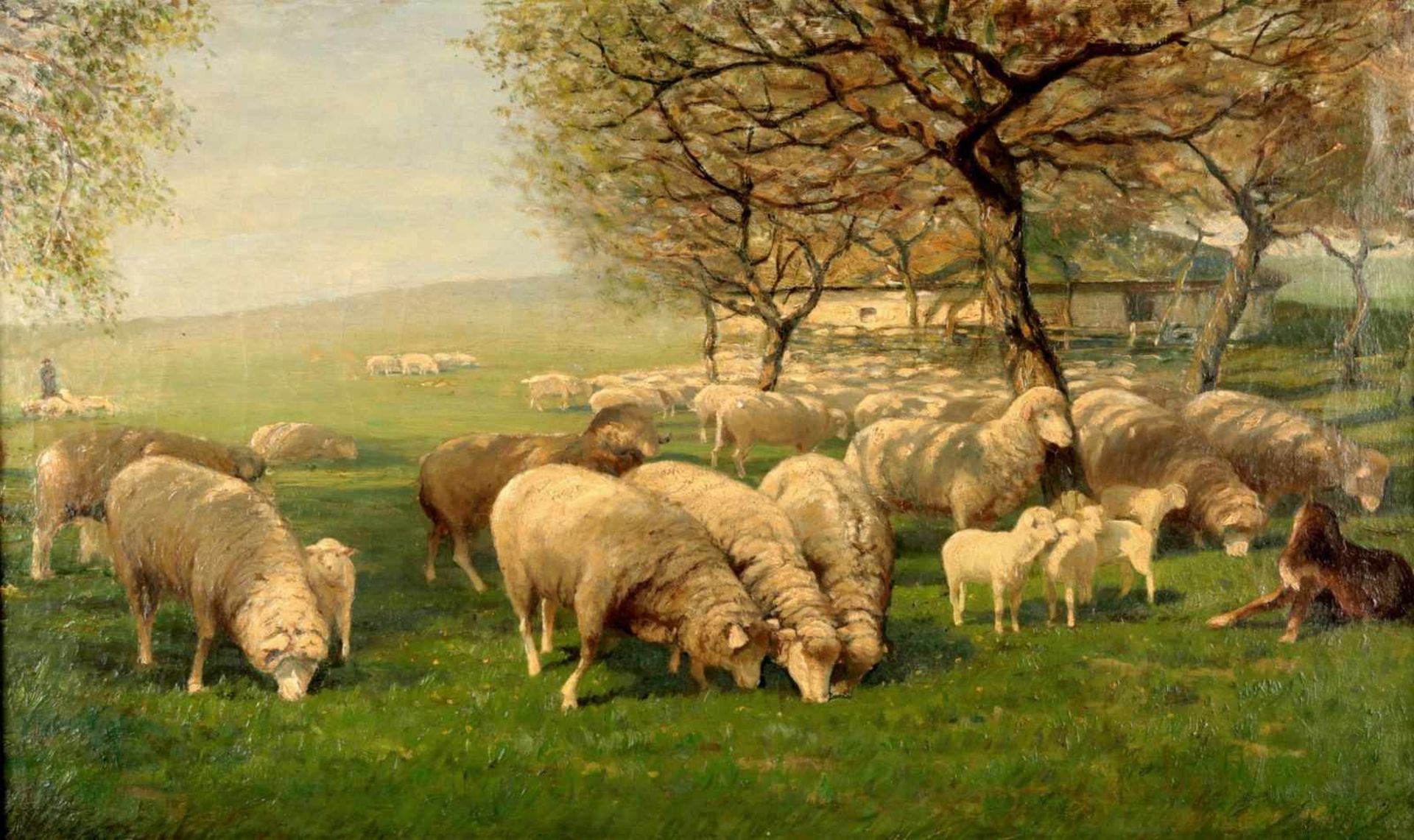 Schafherde auf der Heide