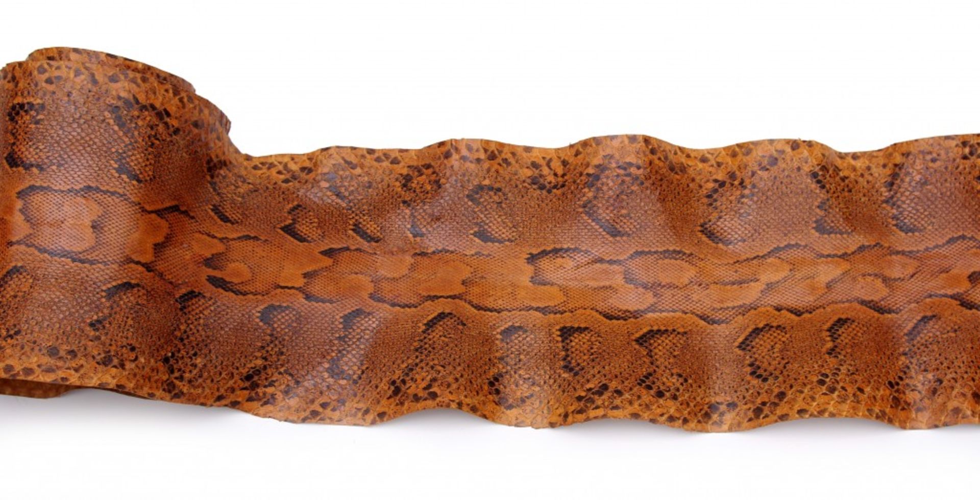 A Python Snake Skin - Image 2 of 2