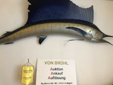 Präparat eines Segelfisches/ Fächerfisch, Blue Marlin.