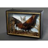 Diorama with animal preparation "Rooster", 32x45x17,5cm