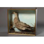 Diorama with animal preparation "brown seagull", 50x55,5x17cm