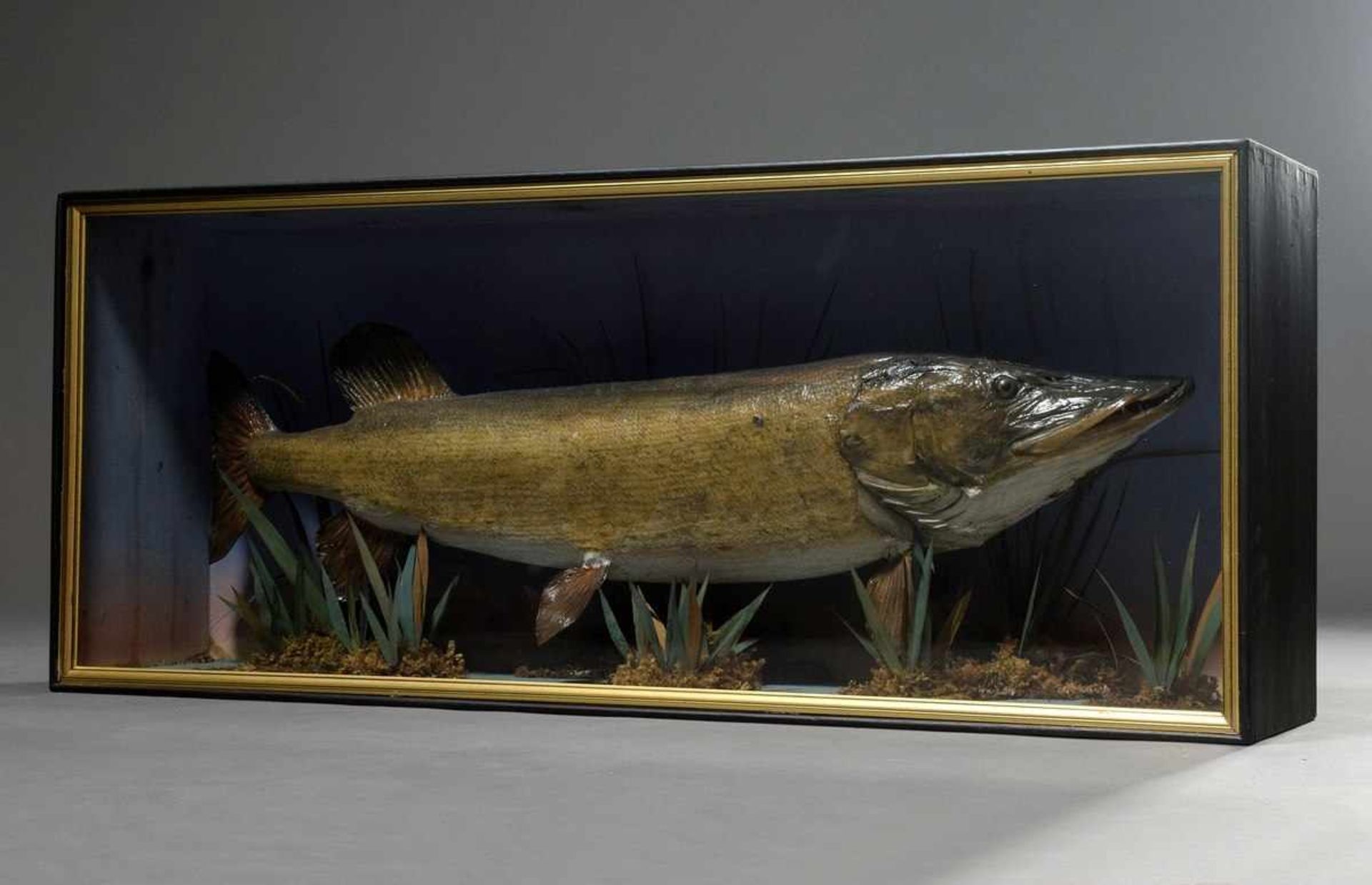 Diorama with animal preparation "pike", 47x111x26cm