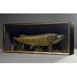 Diorama with animal preparation "pike", 47x111x26cm