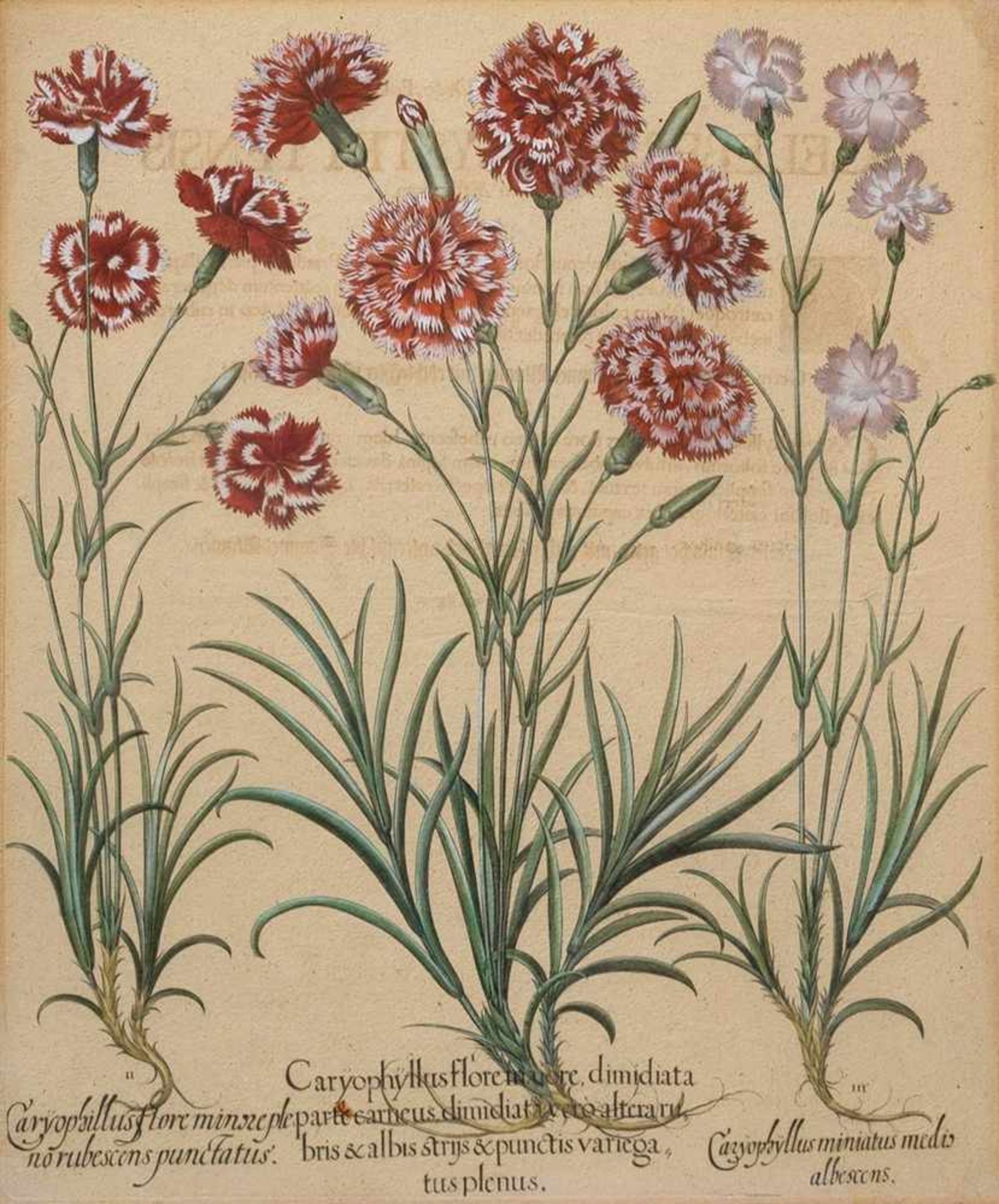 Besler, Basilius (1561-1629) "Caryophyllus (Carnations)", coloured copper engraving, printed on both - Bild 2 aus 2