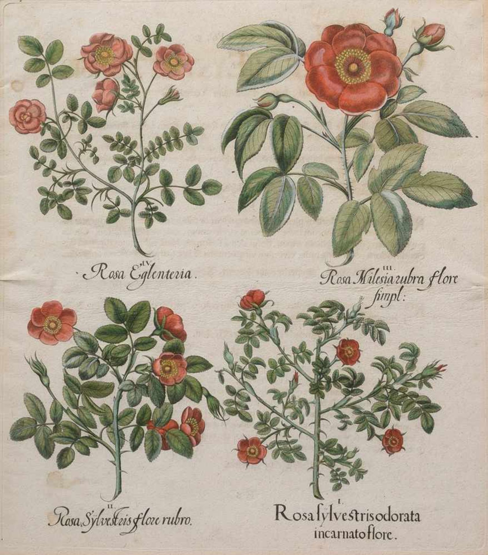 2 Various Besler, Basilius (1561-1629) "Pink (Roses)", coloured copper engravings, printed on both - Bild 2 aus 3