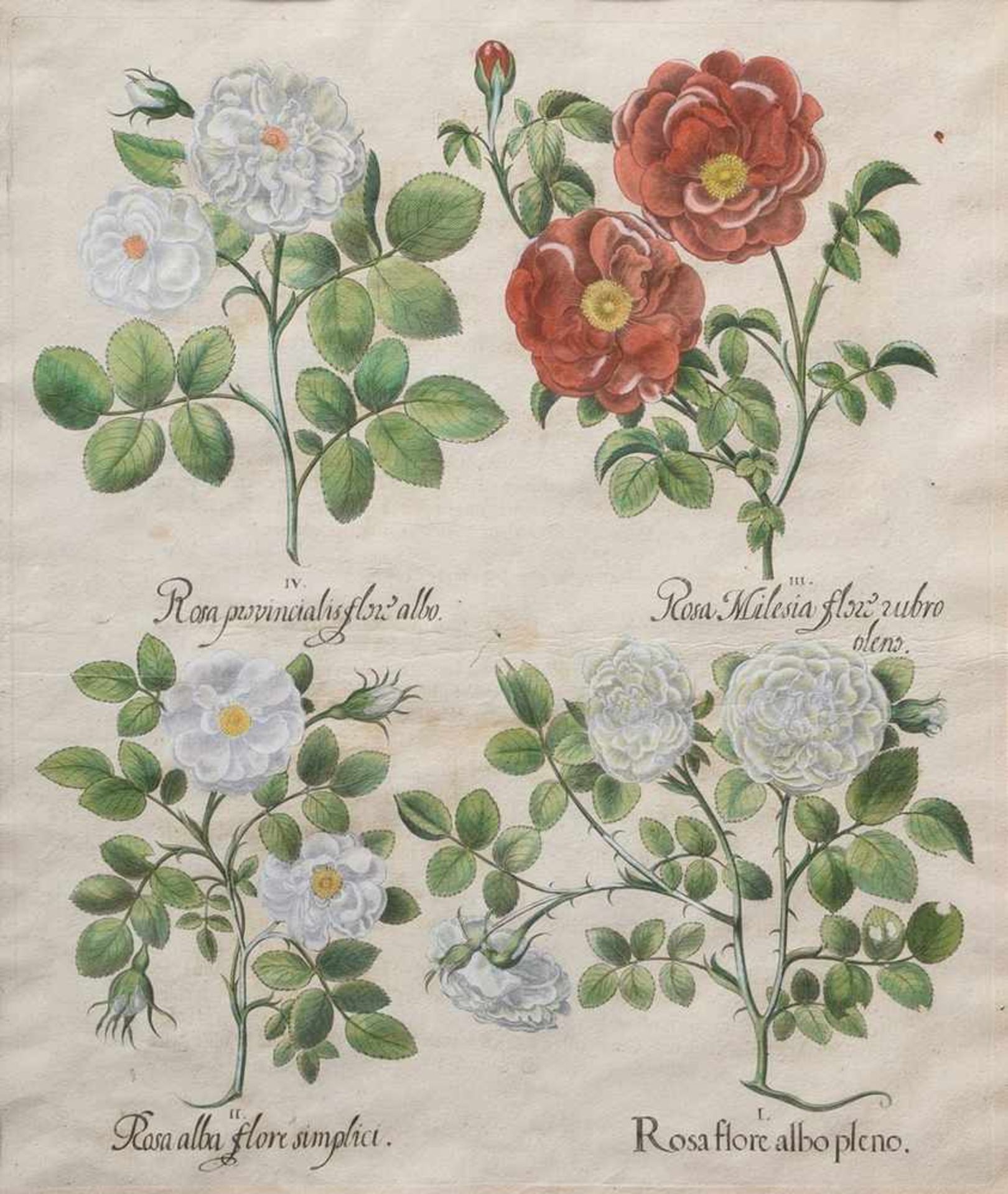 2 Various Besler, Basilius (1561-1629) "Pink (Roses)" and "Nasturitum/Ranunculus", coloured copper - Bild 2 aus 3