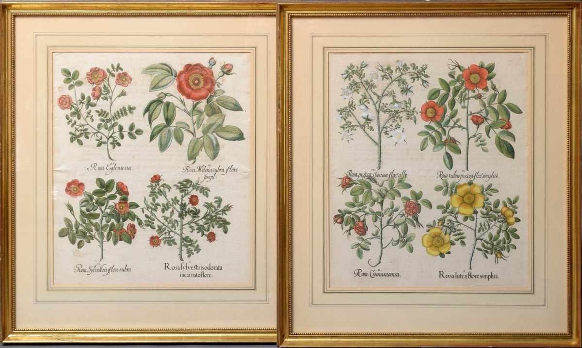 2 Various Besler, Basilius (1561-1629) "Pink (Roses)", coloured copper engravings, printed on both