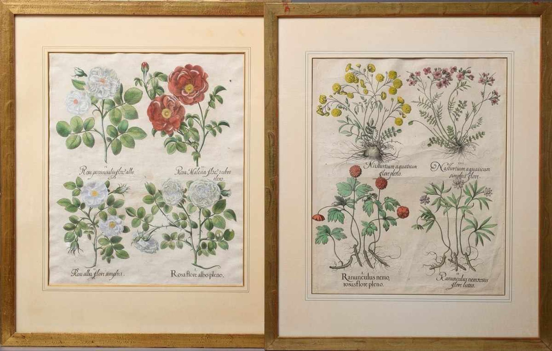 2 Various Besler, Basilius (1561-1629) "Pink (Roses)" and "Nasturitum/Ranunculus", coloured copper