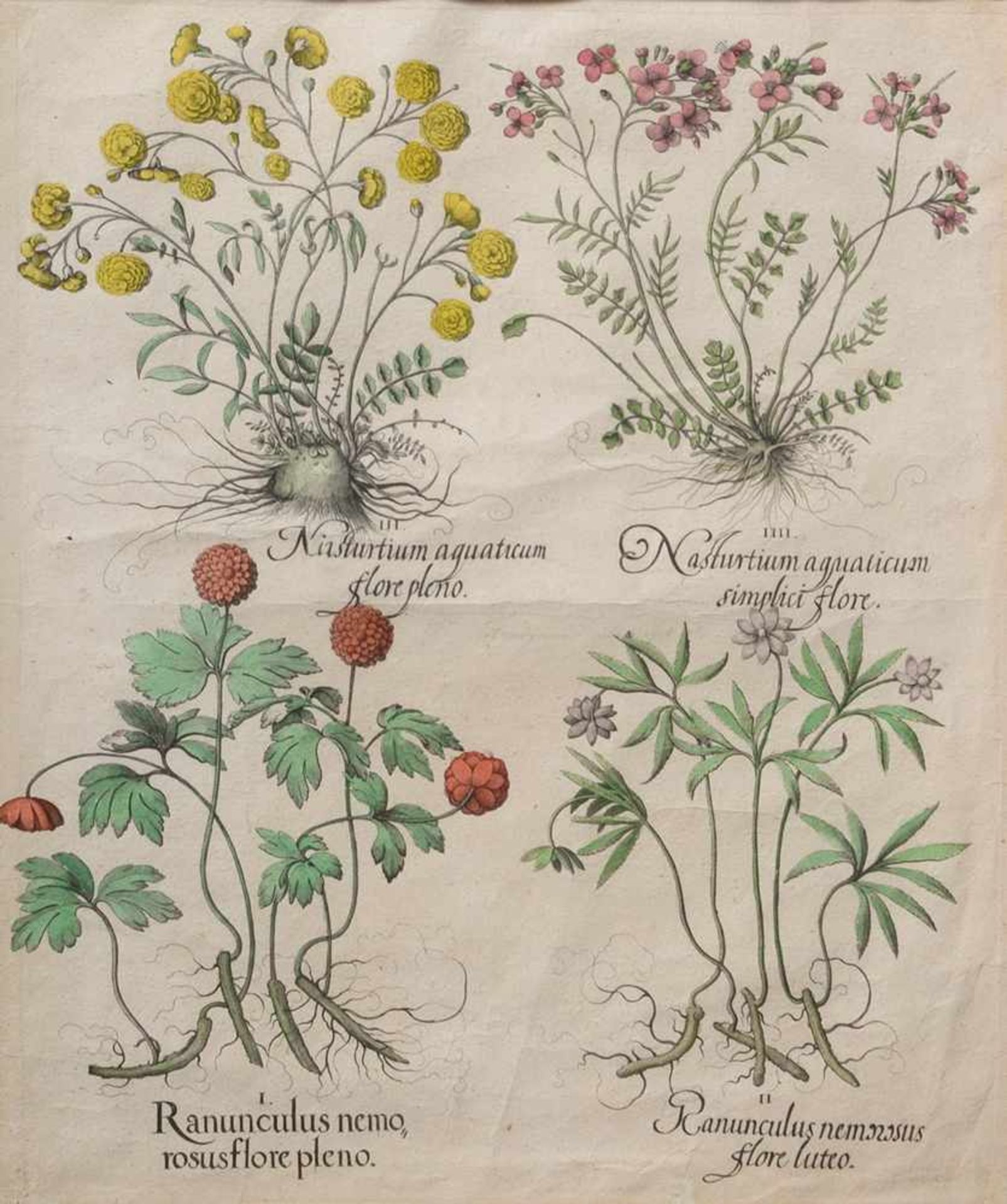 2 Various Besler, Basilius (1561-1629) "Pink (Roses)" and "Nasturitum/Ranunculus", coloured copper - Bild 3 aus 3