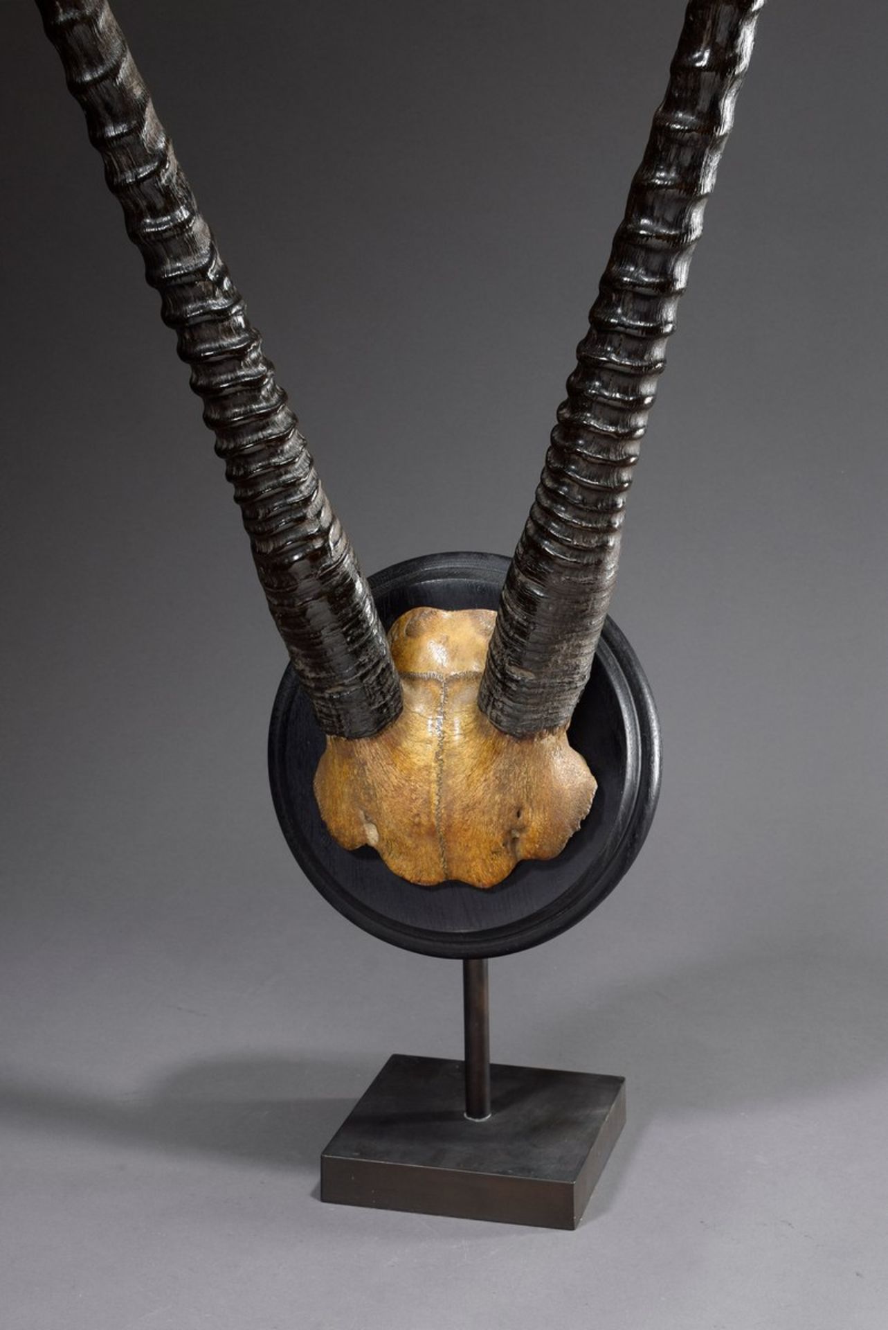 Schädel Trophäe "Oryx-Antilope" auf gedrechseltem Fuß, H. 124cm