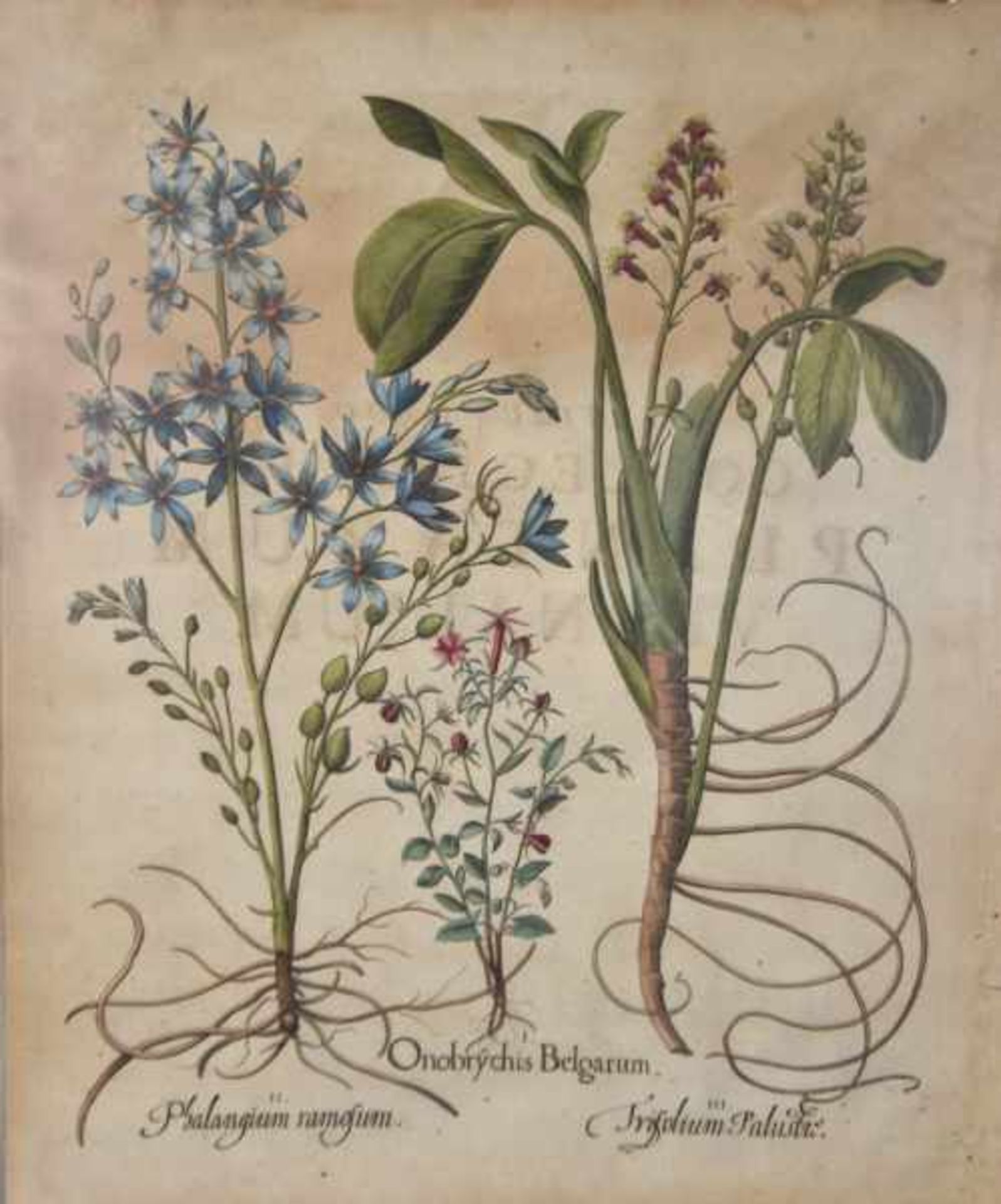 BESLER Basilius (1561 - 1629 Nürnberg) "Drei Blumen", kolorierter Kupferstich aus Basilius
