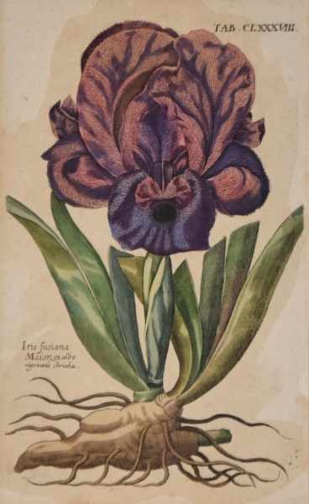 DE BRY Theodor (1528 Frankfurt- 1598 Lüttich) "Iris", farbiger Kupferstich einer Iris mit Knolle,