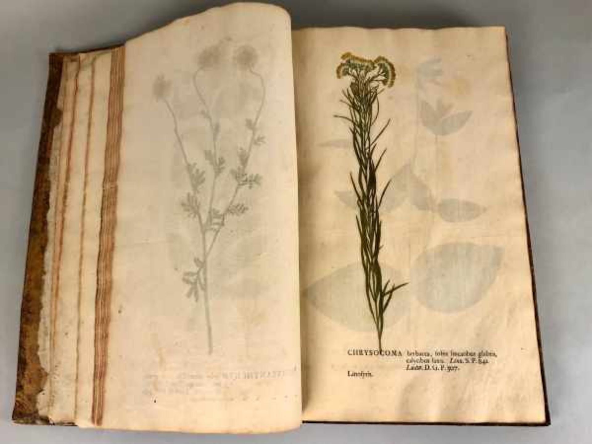 HERBARIUM D. IO. Hieron. Kniphofii, "Botanica in Originali sev Herbarium vivvm in qvo plantarvm - Image 3 of 6