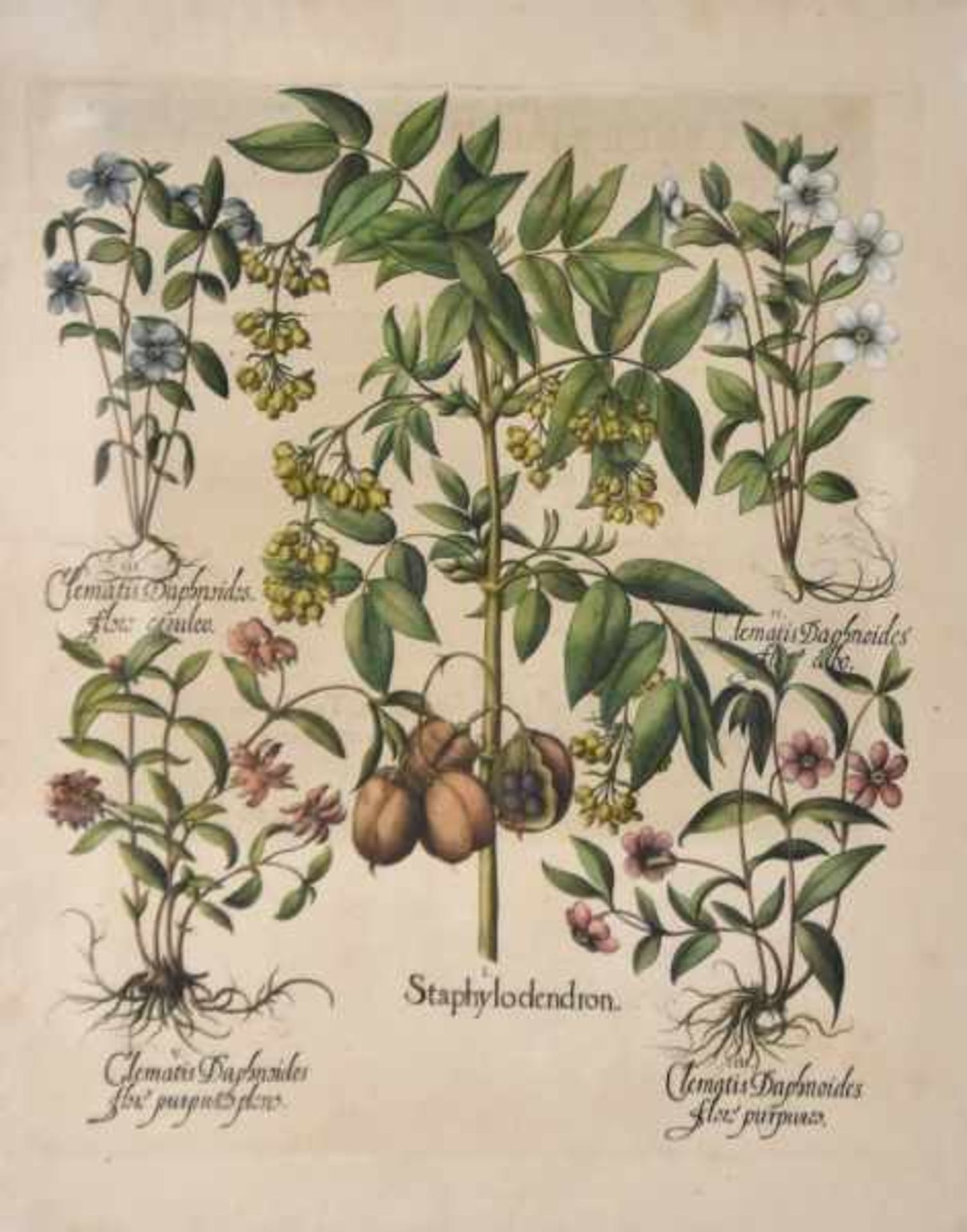 BESLER Basilius (1561 - 1629 Nürnberg) "Clematis", kolorierter Kupferstich aus Basilius Beslers "