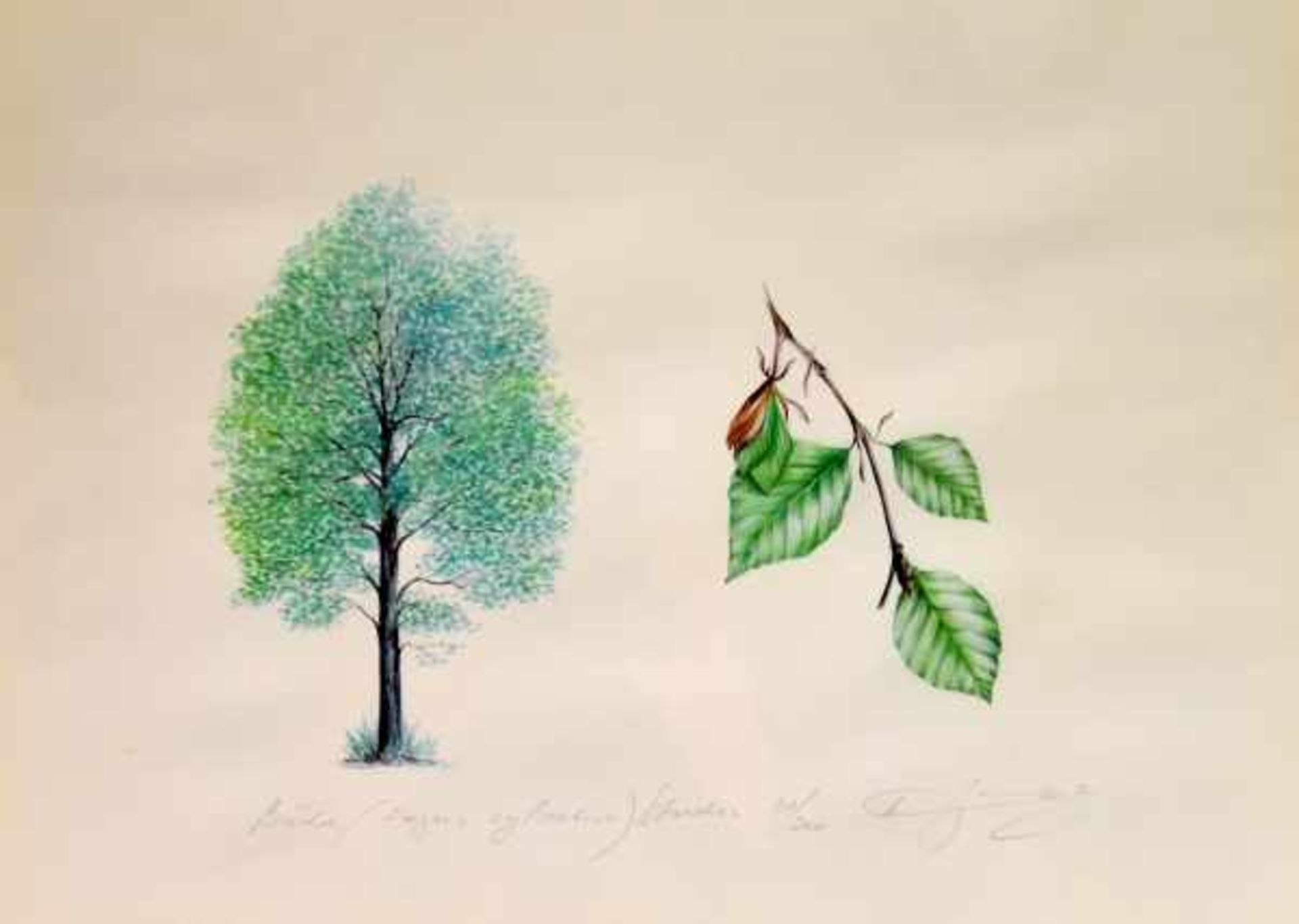 UNBEKANNT (20. Jahrhundert) "Baum und Blätter / Birke", Baumstudie mit detaillierter Zeichnung der