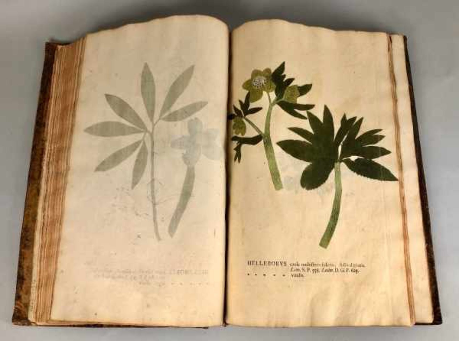 HERBARIUM D. IO. Hieron. Kniphofii, "Botanica in Originali sev Herbarium vivvm in qvo plantarvm - Image 4 of 6