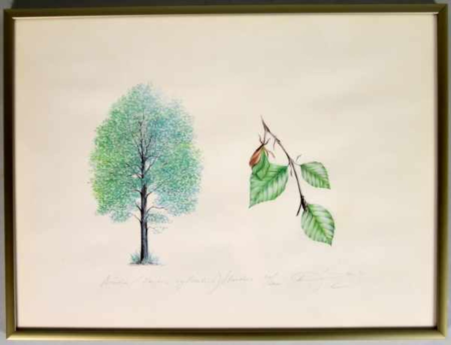 UNBEKANNT (20. Jahrhundert) "Baum und Blätter / Birke", Baumstudie mit detaillierter Zeichnung der - Bild 2 aus 3