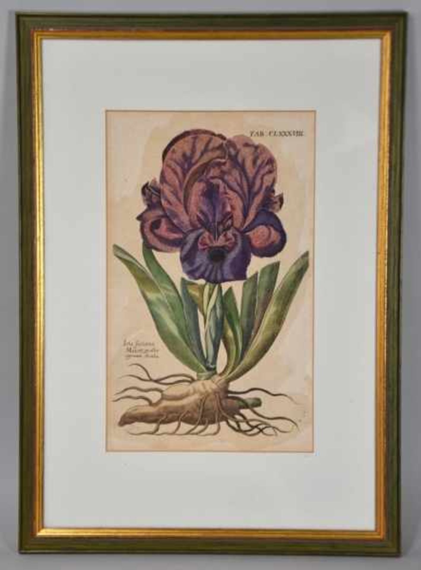 DE BRY Theodor (1528 Frankfurt- 1598 Lüttich) "Iris", farbiger Kupferstich einer Iris mit Knolle, - Bild 2 aus 2