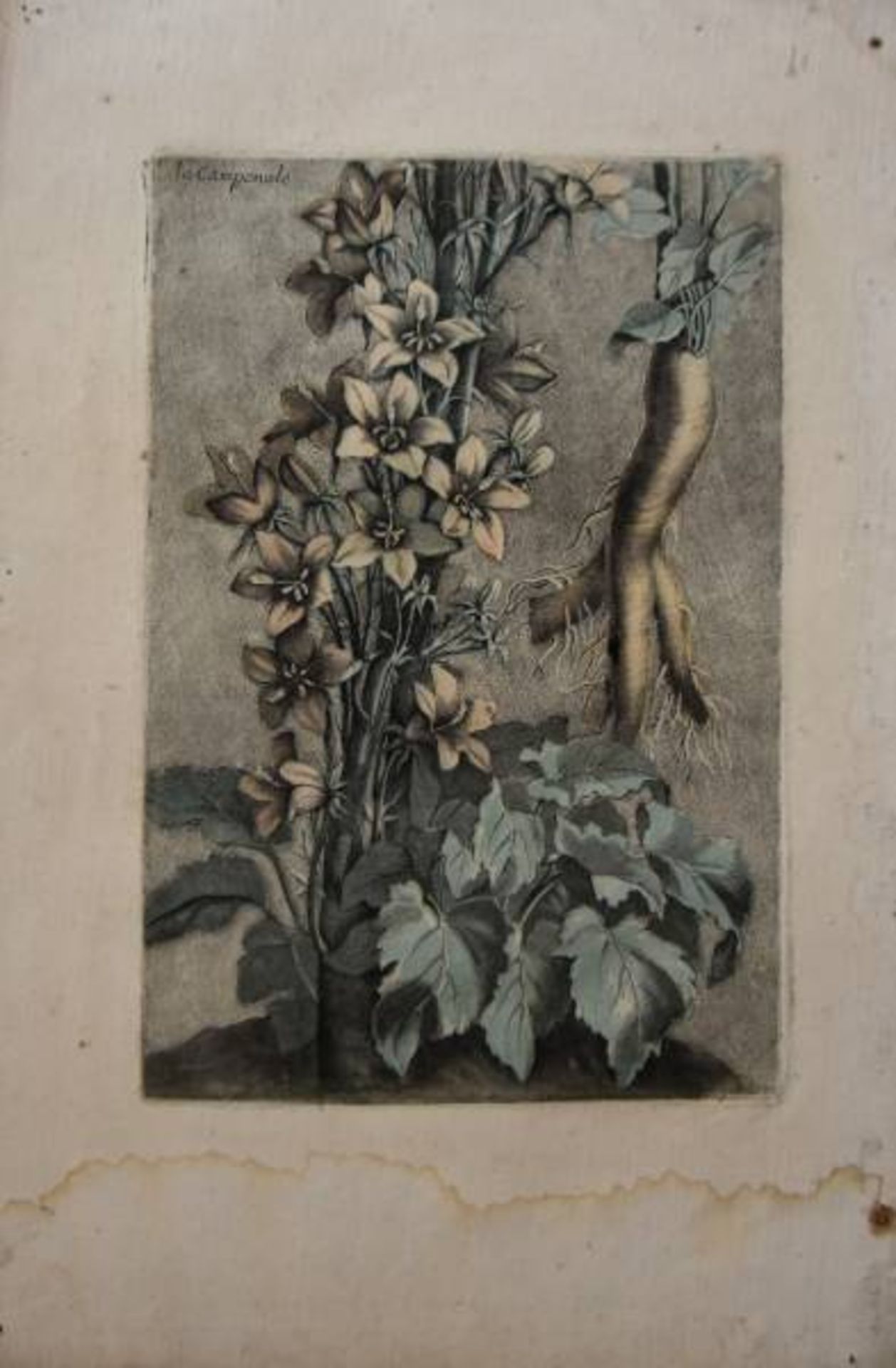 BOTANIK "La Companule", kolorierter Kupferstich, rechts unten signiert "Gautier", wohl 18.BOTANIK " - Image 2 of 3