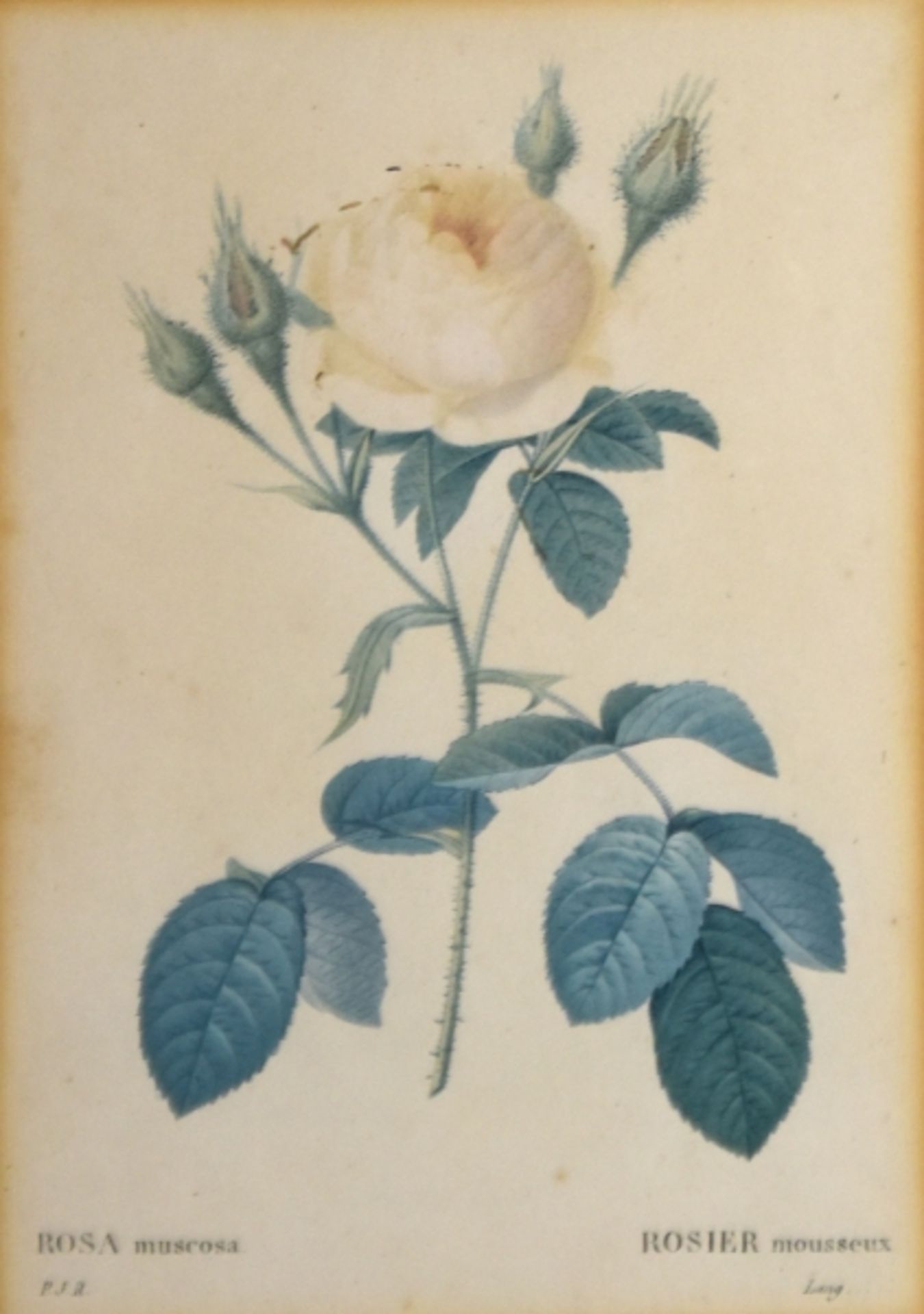 ROSE "Rosa Multiflora" - Bild 2 aus 7