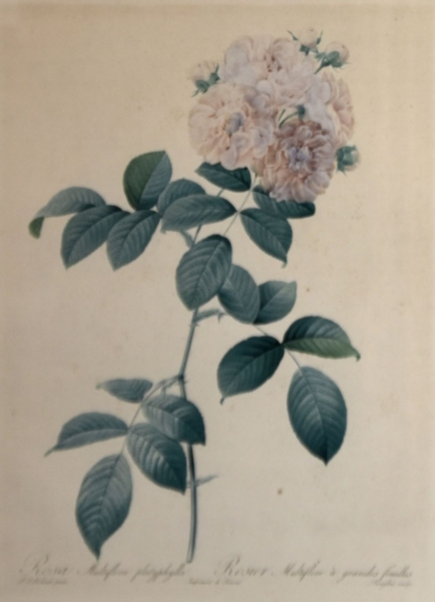 ROSE "Rosa Multiflora" - Bild 4 aus 7