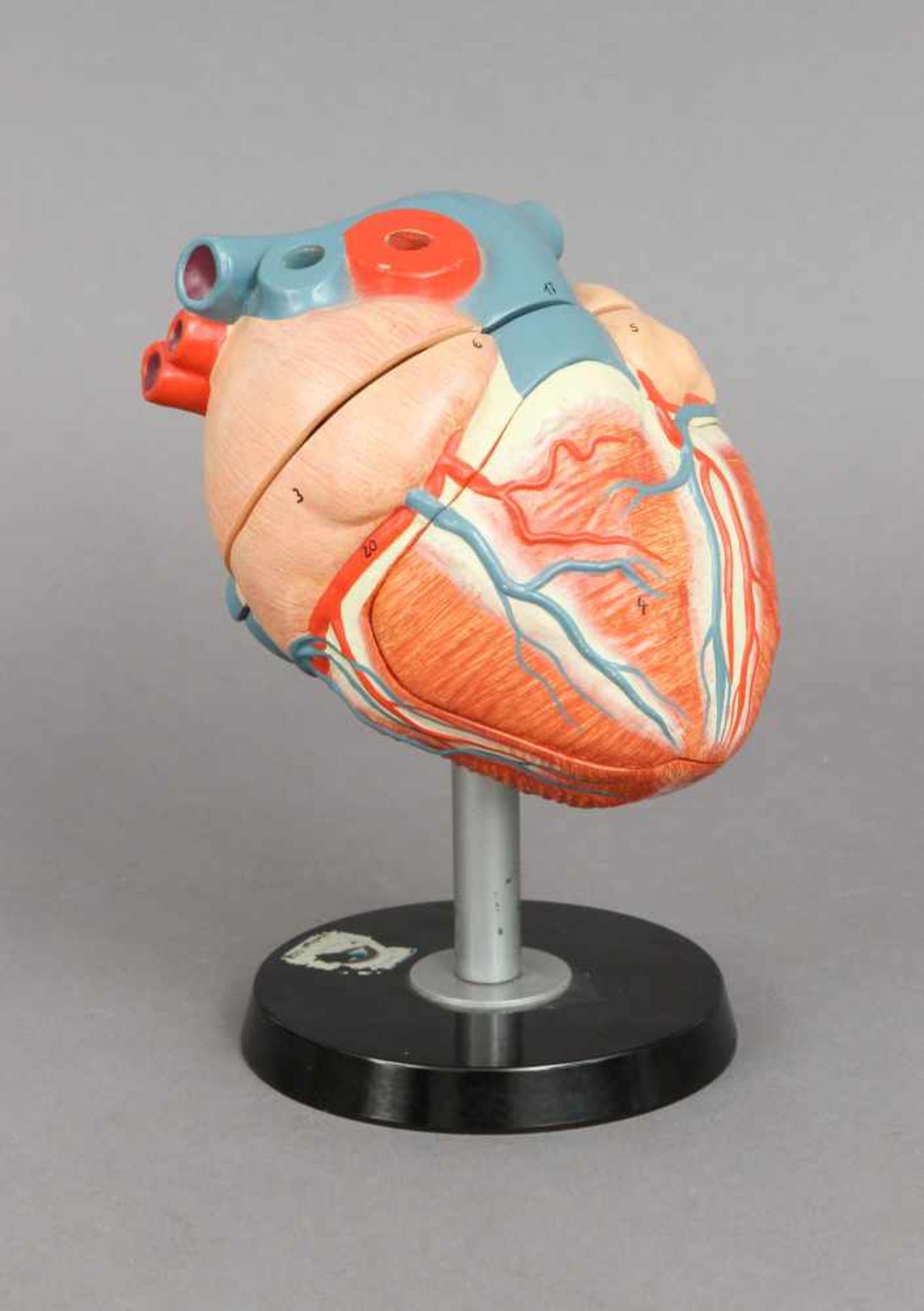 Anatomisches Modell des menschlichen Herzen3-teiliges Steck-Modell, farbig bemalte Masse, auf K