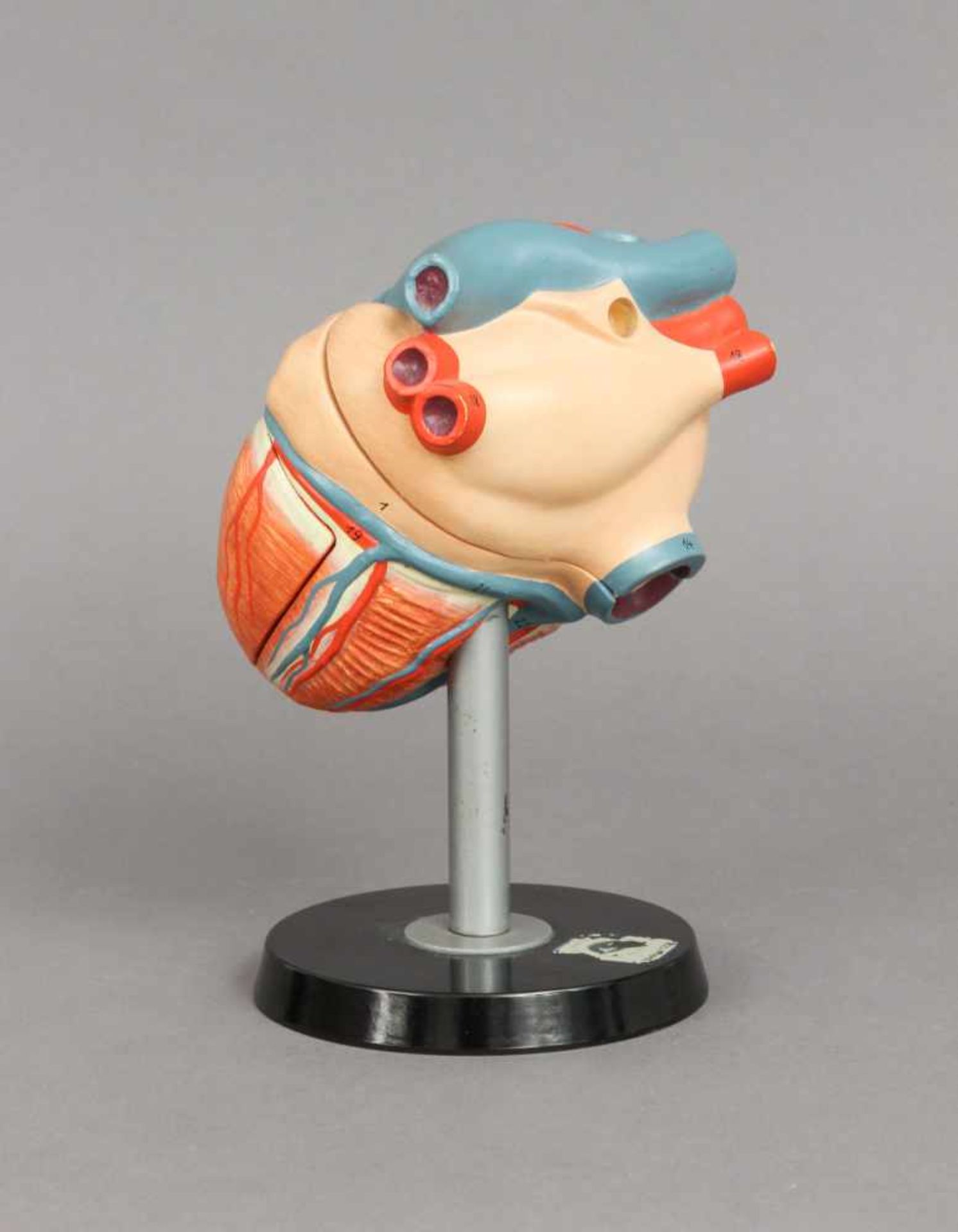 Anatomisches Modell des menschlichen Herzen3-teiliges Steck-Modell, farbig bemalte Masse, auf K - Bild 2 aus 3