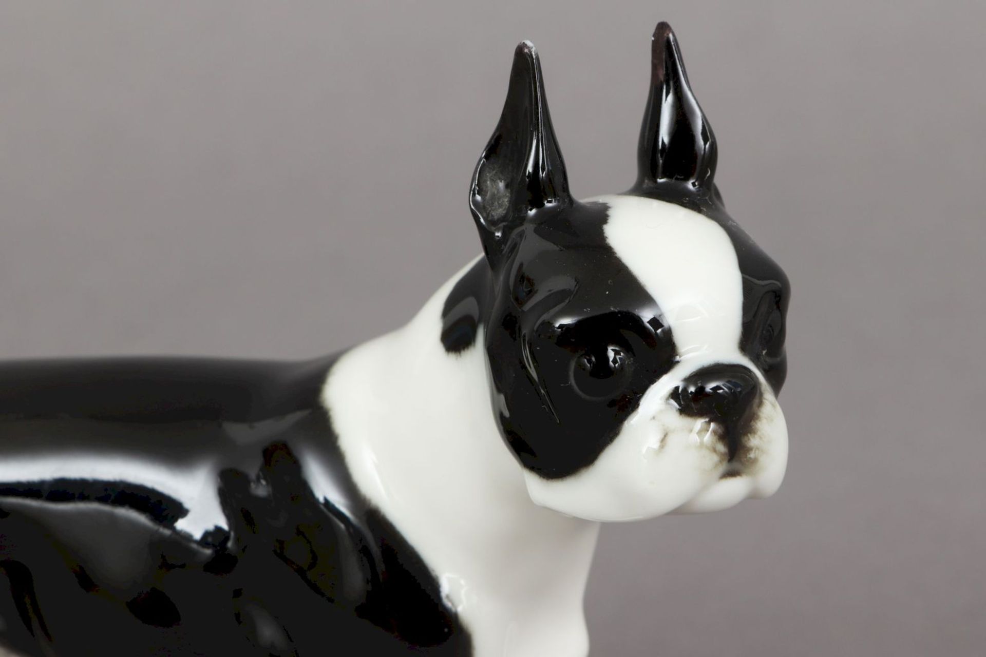 HUTSCHENREUTHER Porzellanfigur ¨Boston Terrier¨um 1920, Entwurf CARL WERNER, schwarz-weiß gl - Bild 3 aus 5