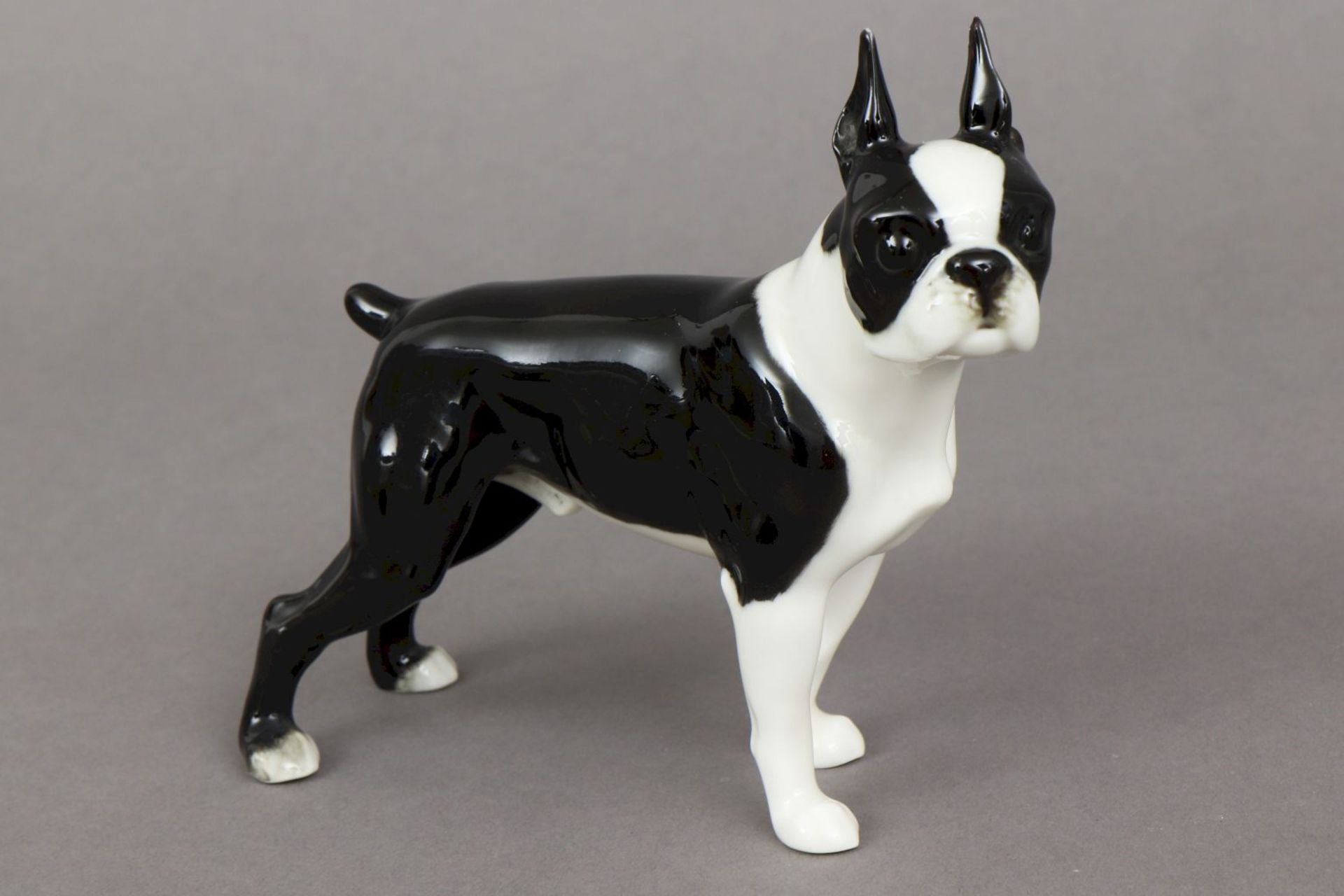 HUTSCHENREUTHER Porzellanfigur ¨Boston Terrier¨um 1920, Entwurf CARL WERNER, schwarz-weiß gl