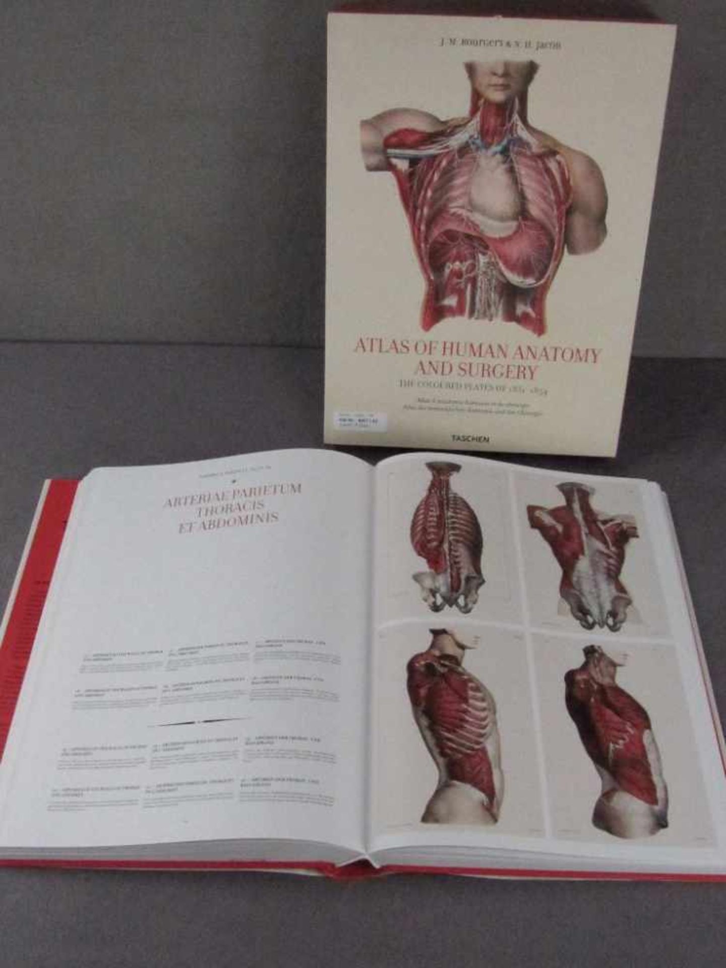 Großes Buch Atlas der Anatomie viele Plates im Schuber< - Image 3 of 3